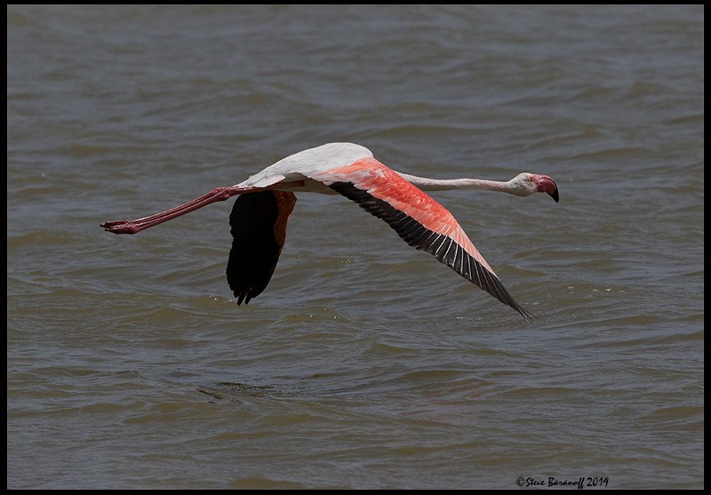 _9SB1319 greater flamingo.jpg